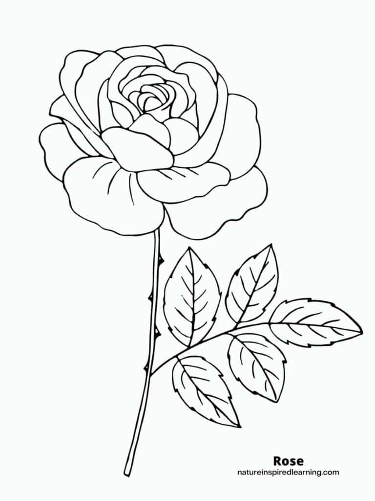 80+ Adult Rose Coloring Pages Printable 162