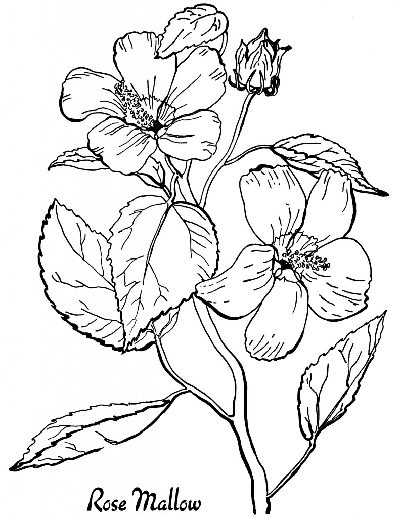 80+ Adult Rose Coloring Pages Printable 174