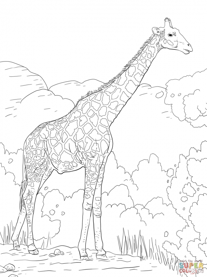 Giraffe Coloring Pages Free Printable 100