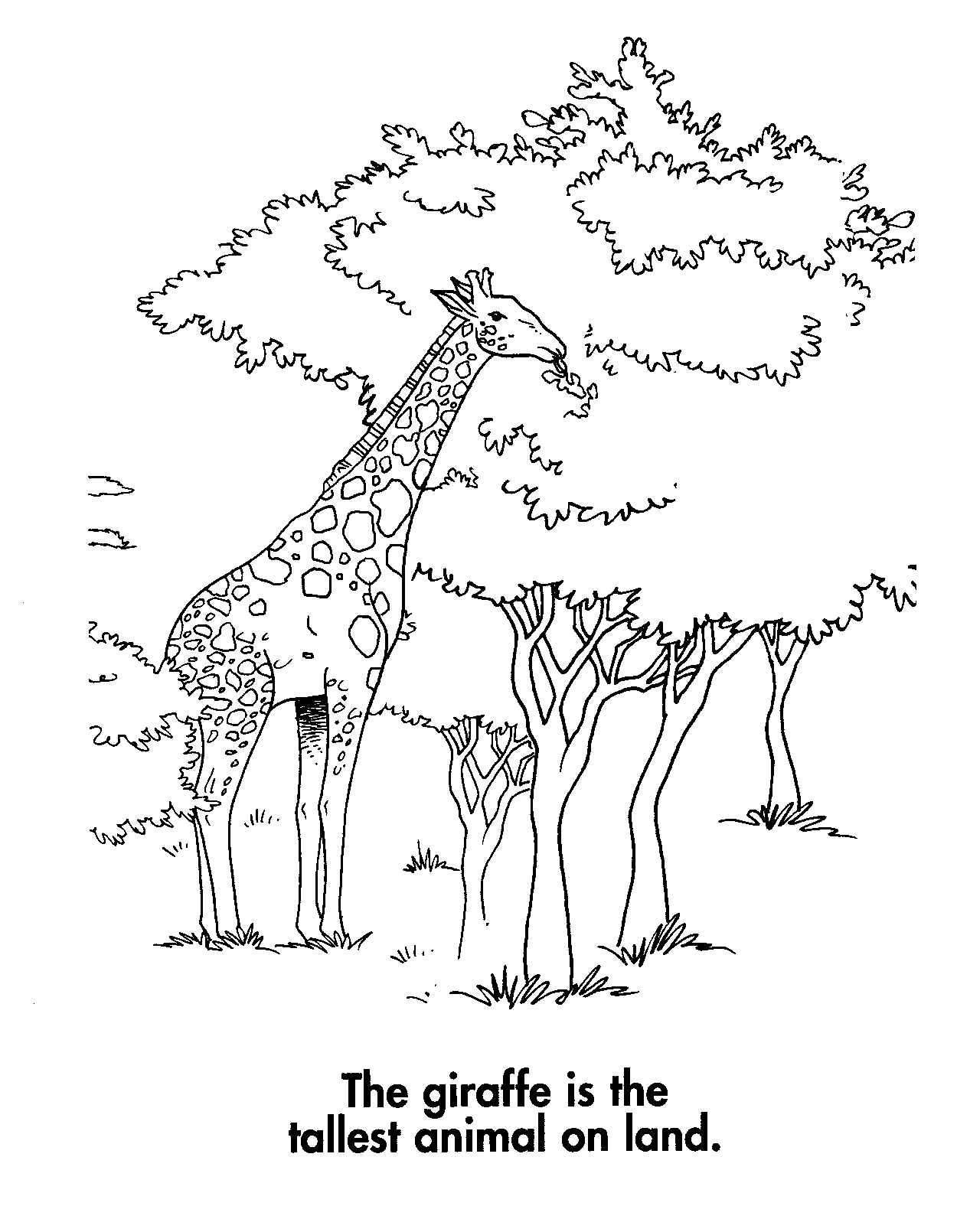 Giraffe Coloring Pages Free Printable 13