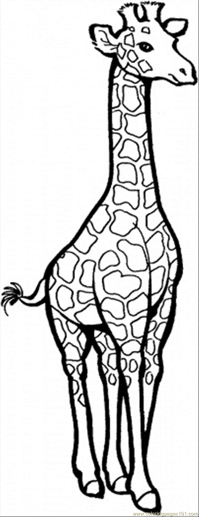 Giraffe Coloring Pages Free Printable 135