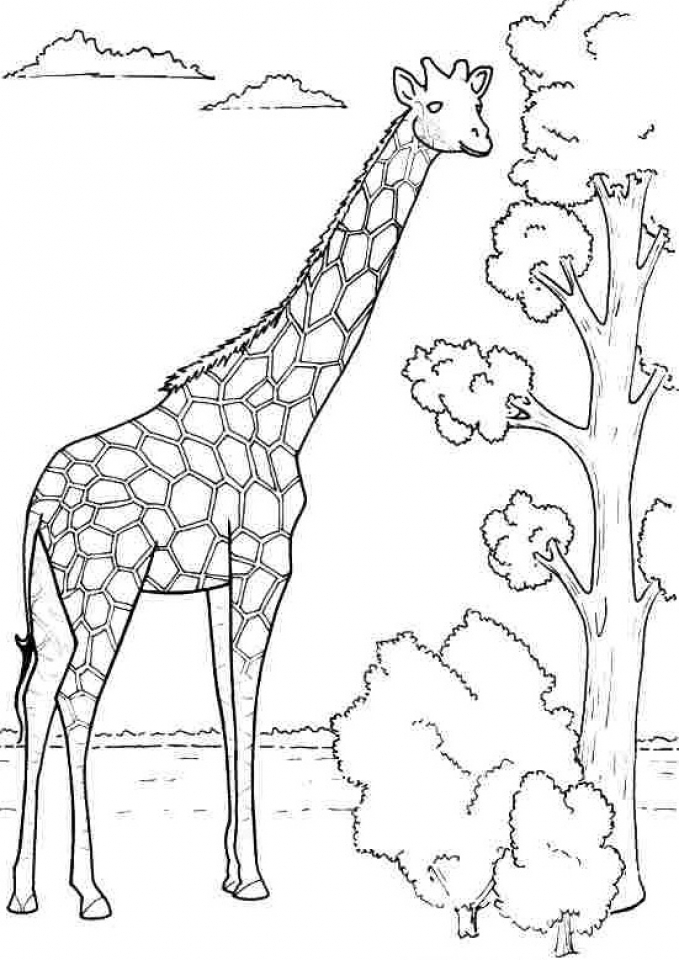 Giraffe Coloring Pages Free Printable 14