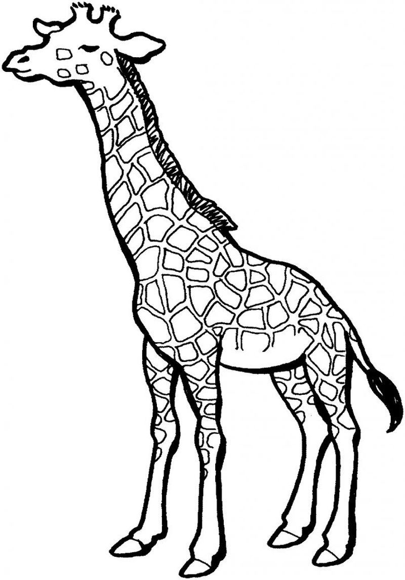 Giraffe Coloring Pages Free Printable 168