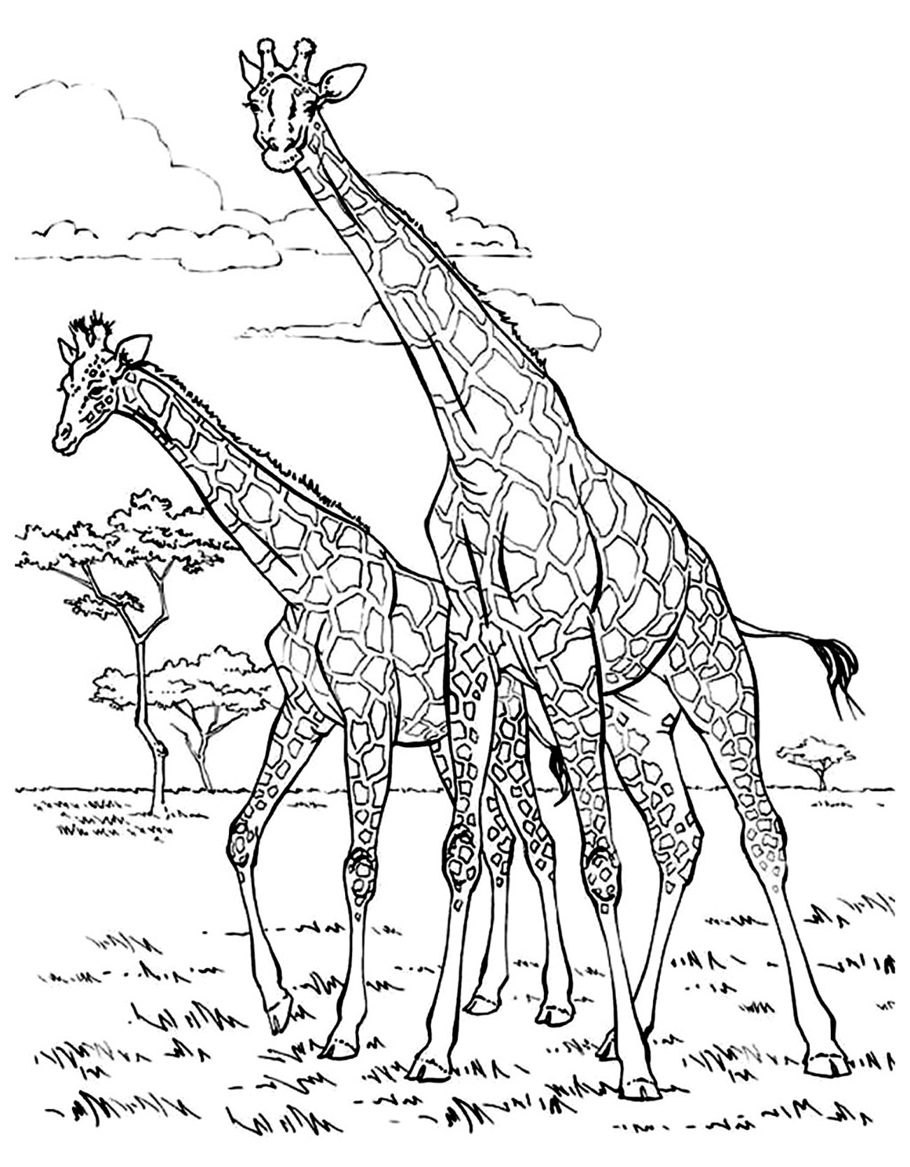 Giraffe Coloring Pages Free Printable 19