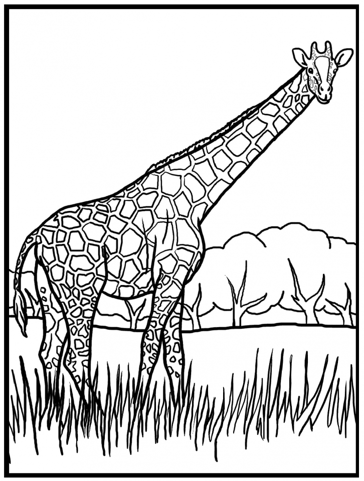 Giraffe Coloring Pages Free Printable 21