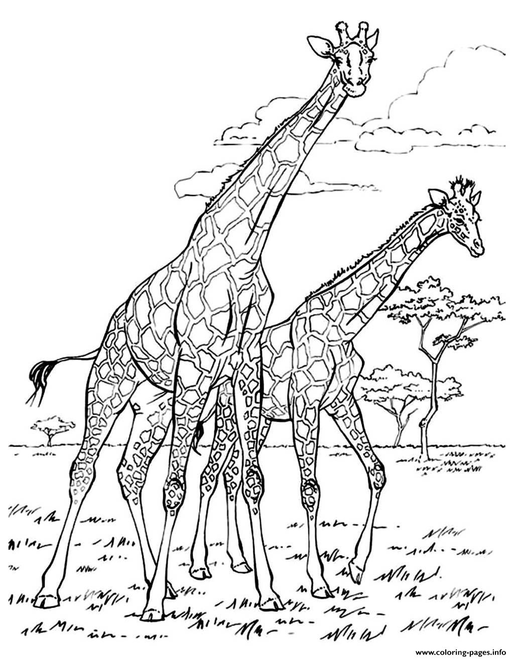 Giraffe Coloring Pages Free Printable 23