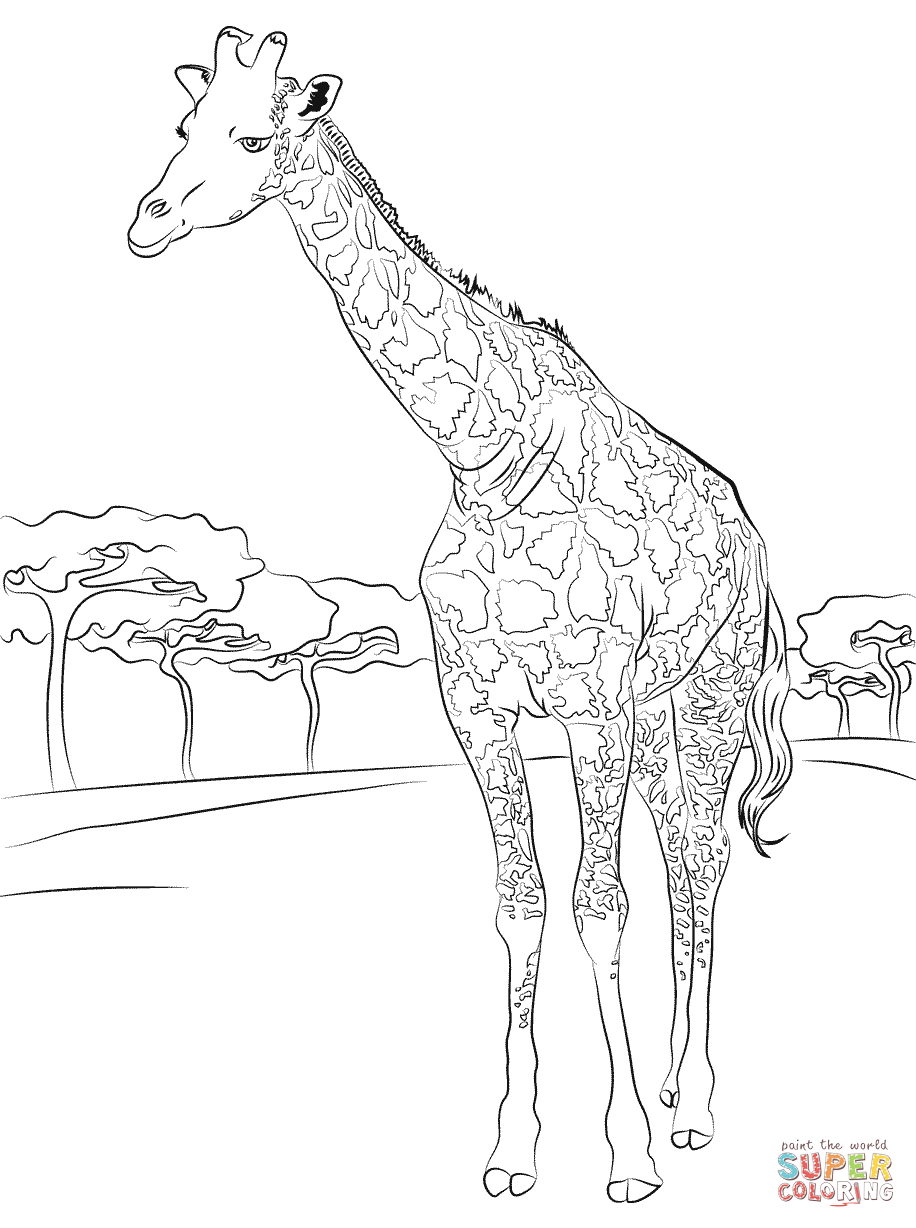 Giraffe Coloring Pages Free Printable 29