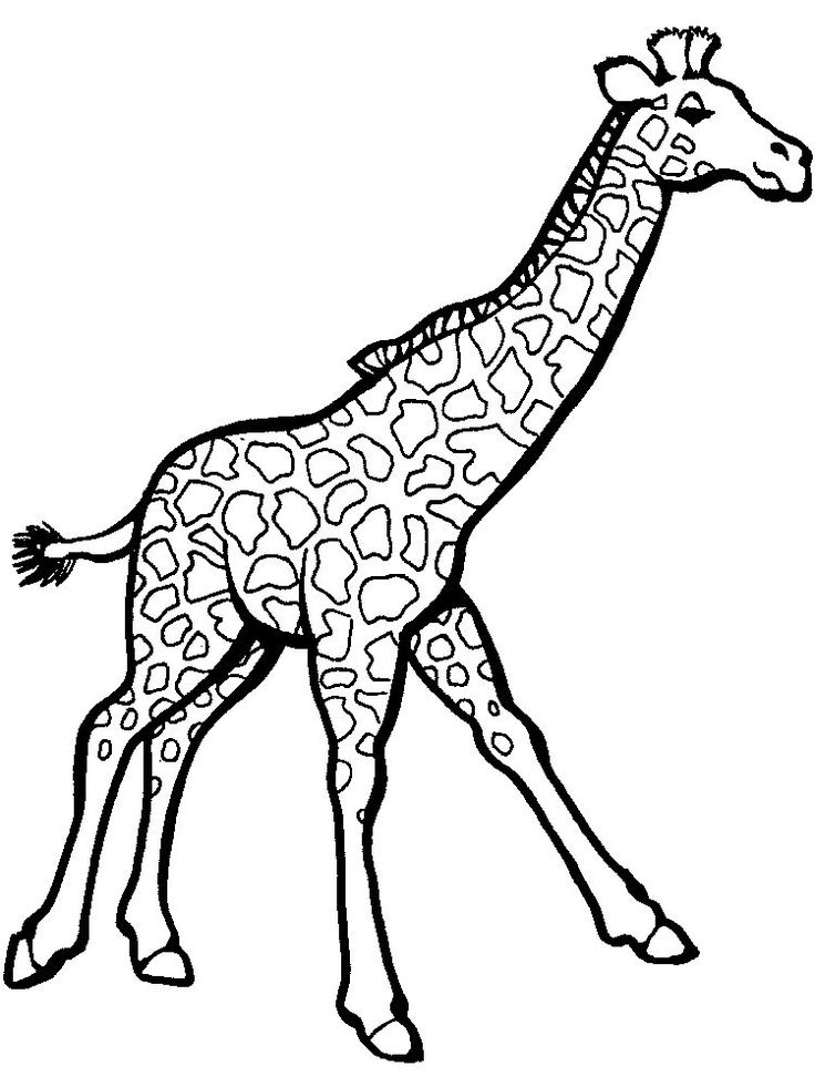 Giraffe Coloring Pages Free Printable 39