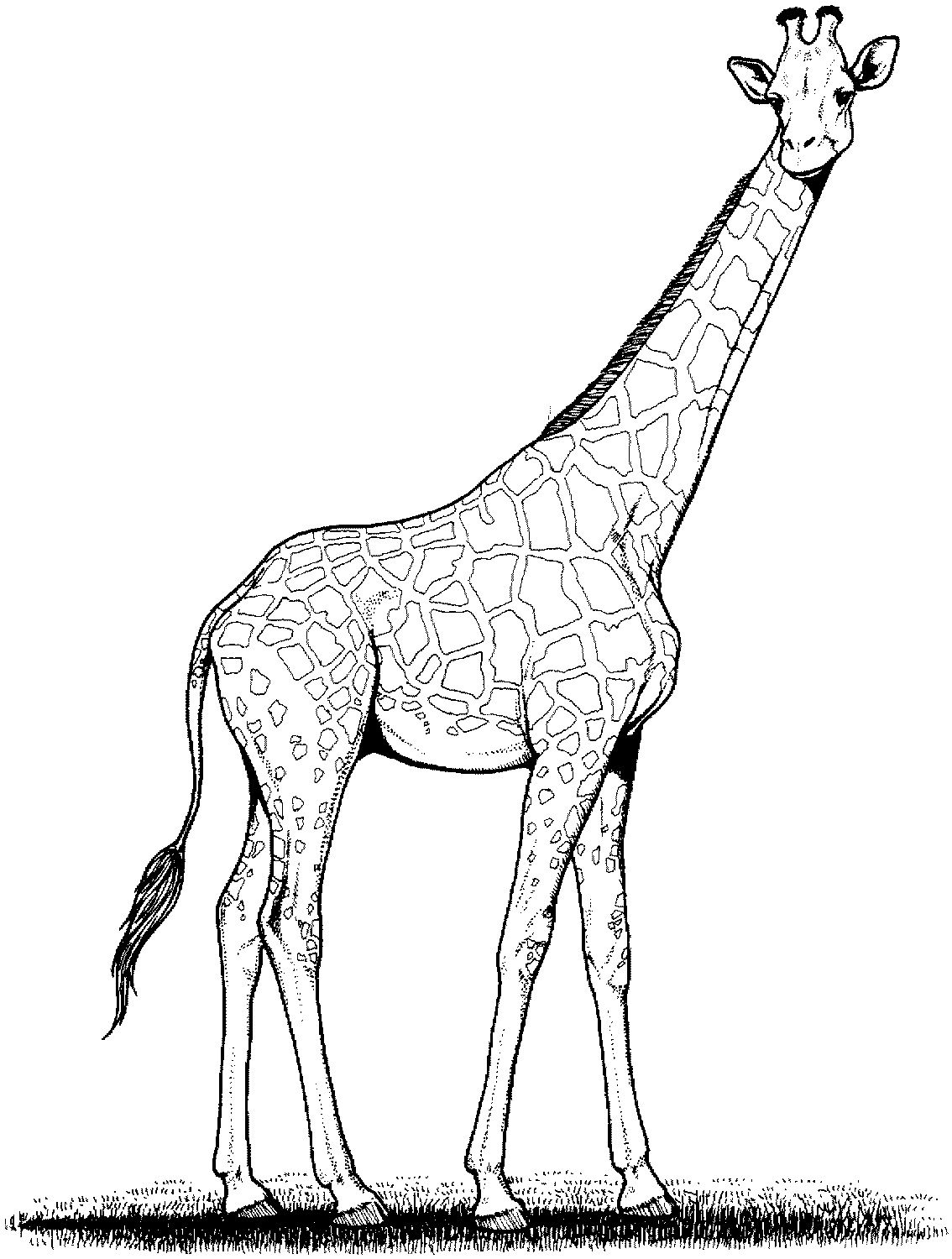 Giraffe Coloring Pages Free Printable 5