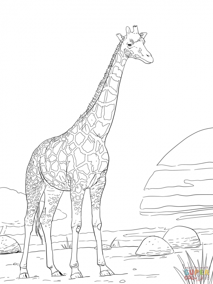 Giraffe Coloring Pages Free Printable 87