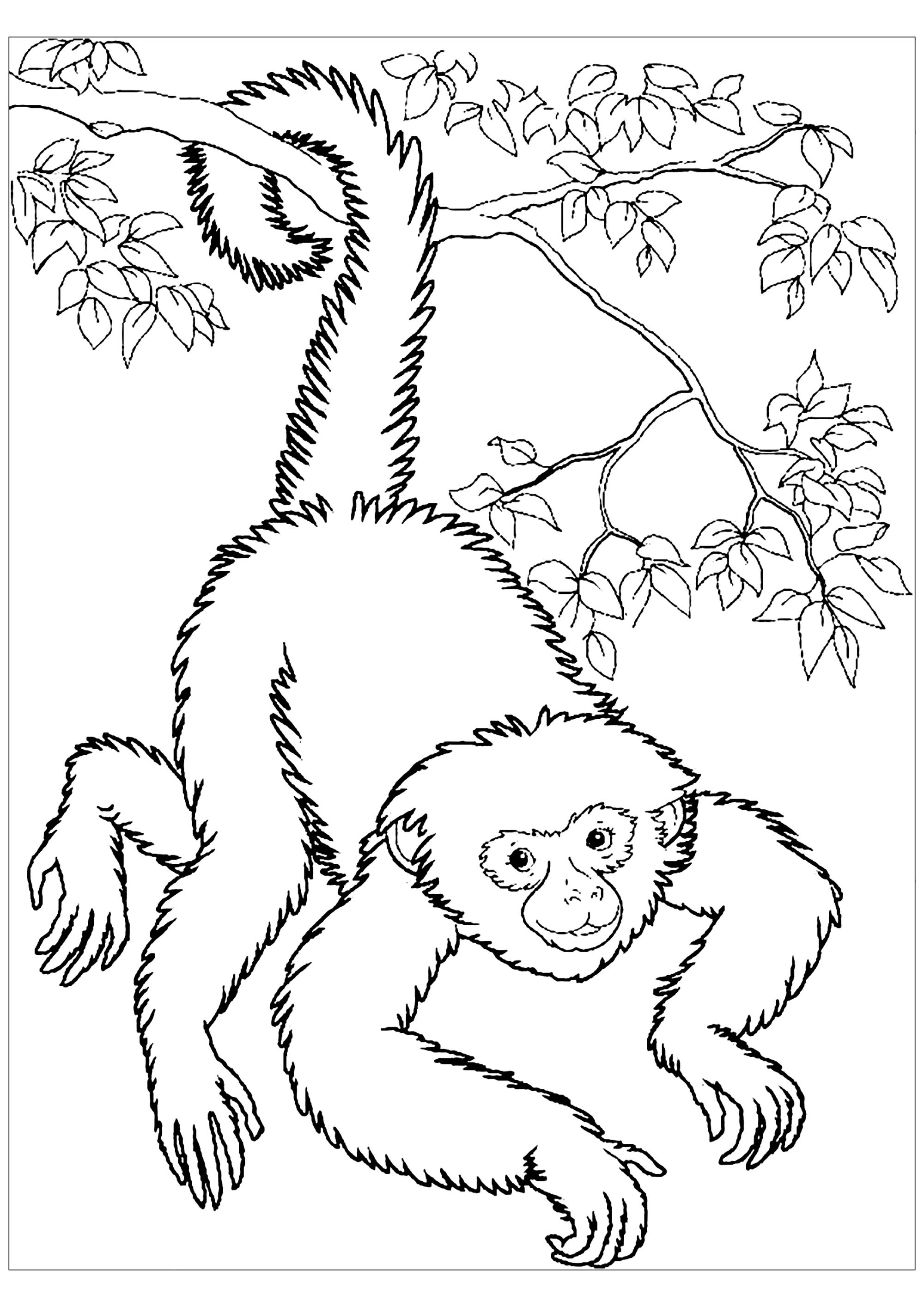 Monkey Coloring Pages Free Printable 15