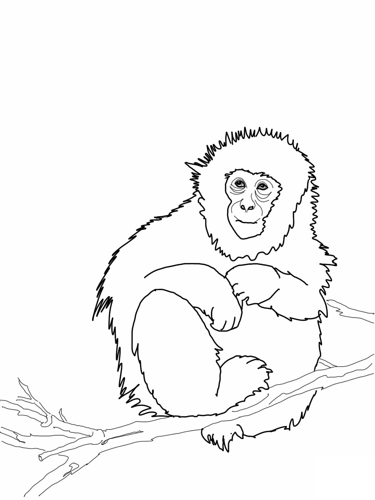 Monkey Coloring Pages Free Printable 28