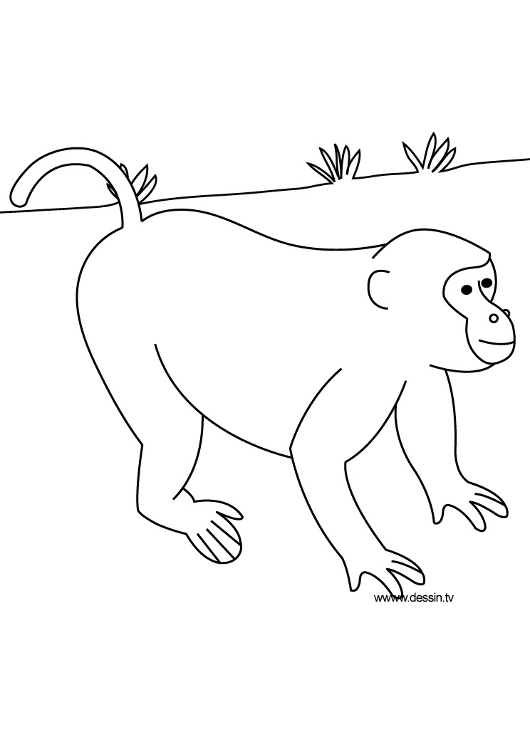 Monkey Coloring Pages Free Printable 56