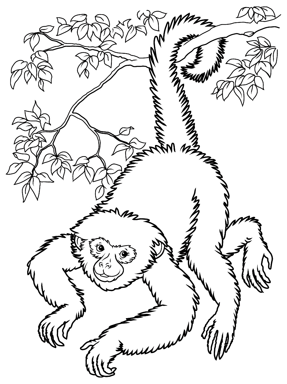 Monkey Coloring Pages Free Printable 72