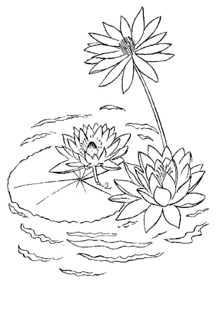 Printable Flower Coloring Pages Aesthetic 112