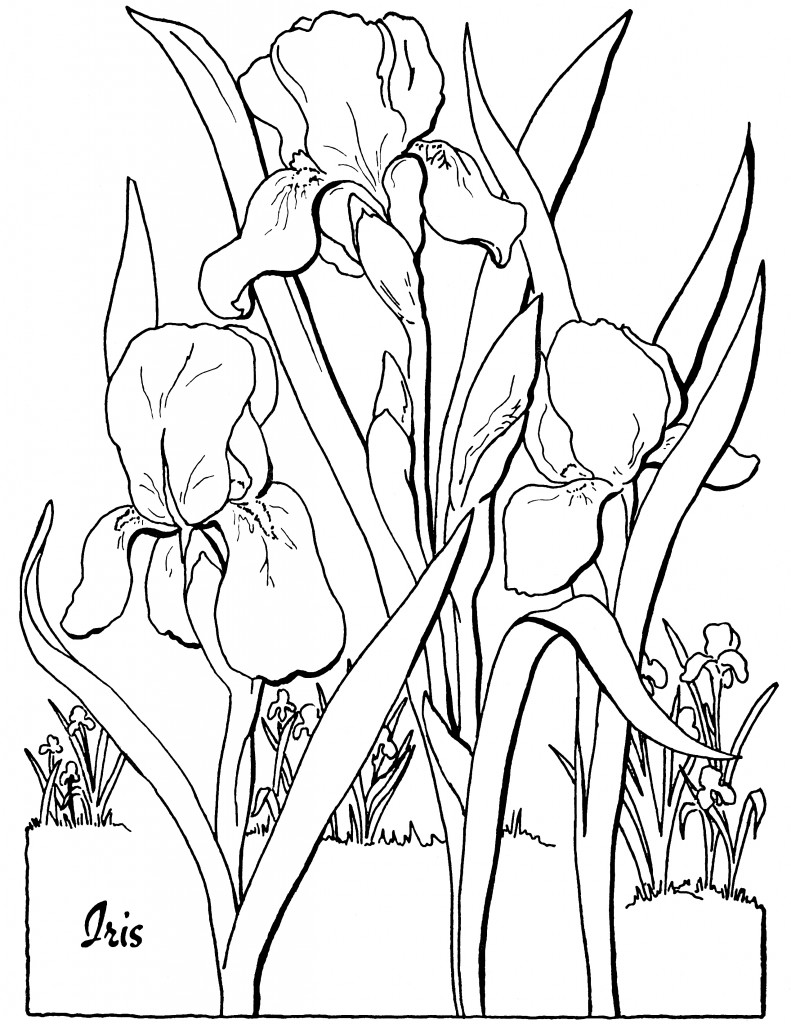 Printable Flower Coloring Pages Aesthetic 135