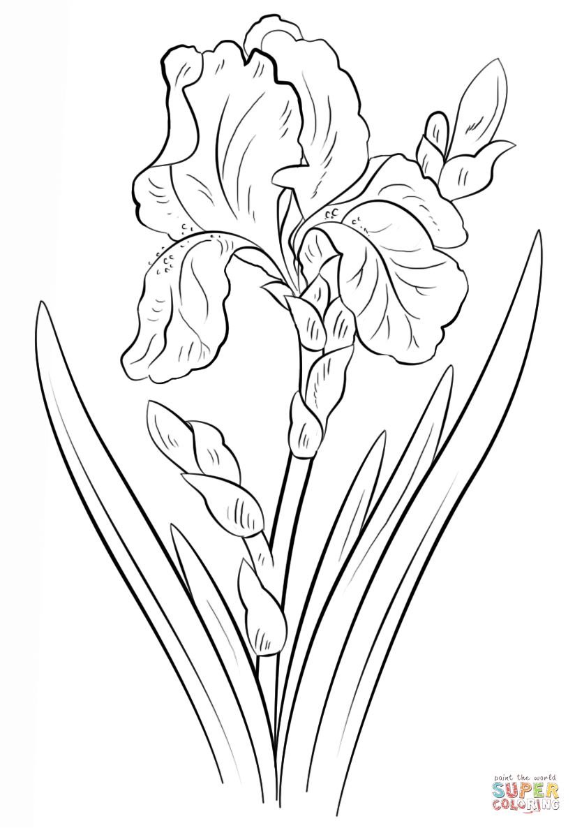 Printable Flower Coloring Pages Aesthetic 170