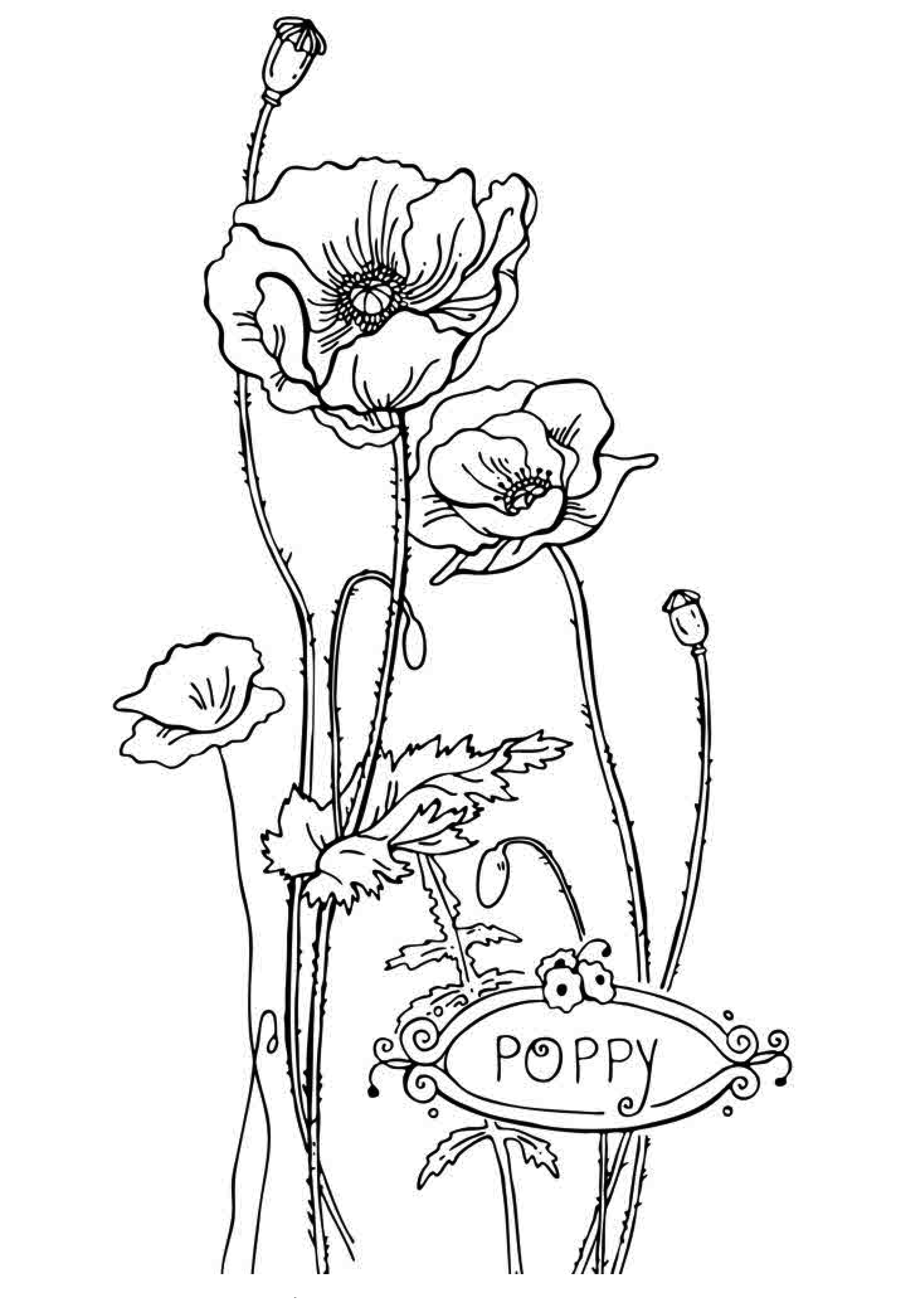 Printable Flower Coloring Pages Aesthetic 192