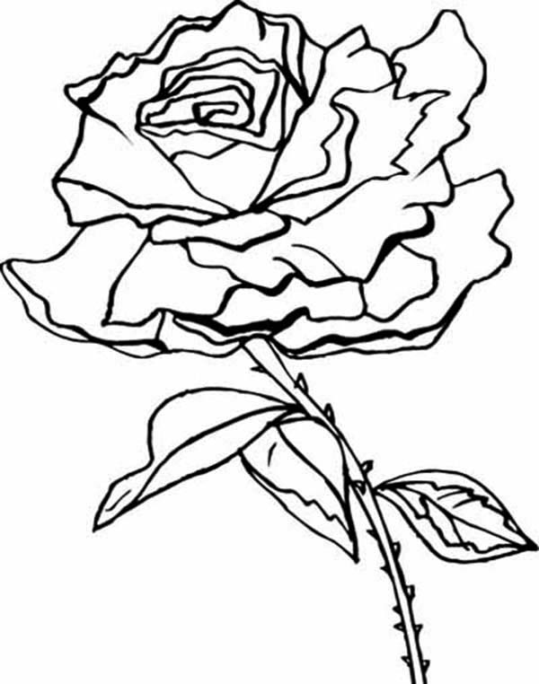 Printable Flower Coloring Pages Aesthetic 86