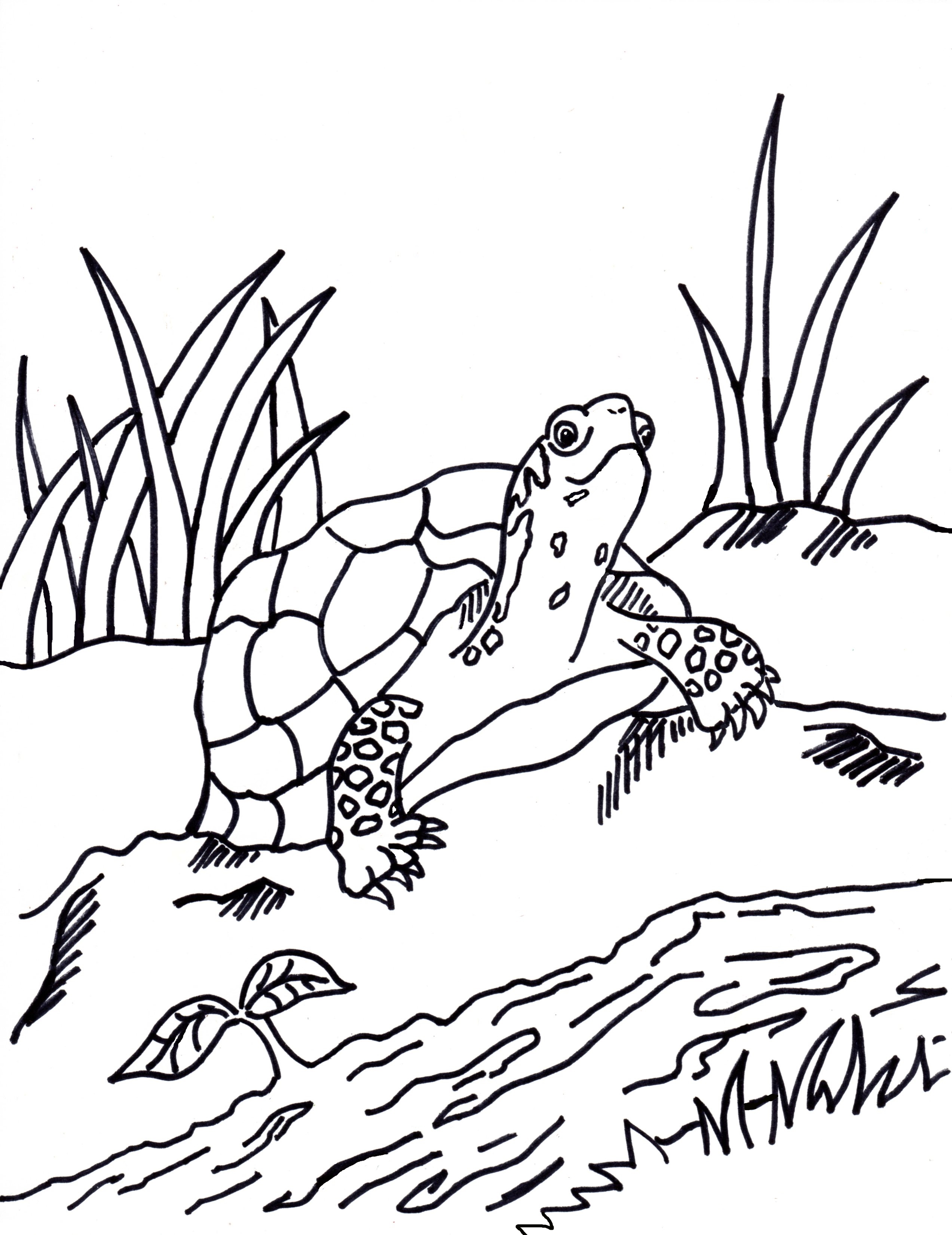 160 Turtle Coloring Pages: Slow and Steady Wins the Coloring Race 1