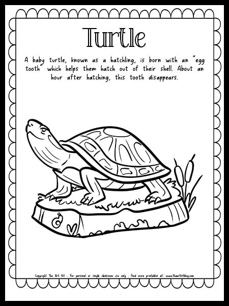 160 Turtle Coloring Pages: Slow and Steady Wins the Coloring Race 117