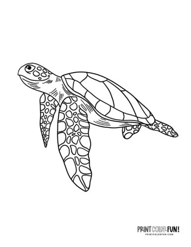 160 Turtle Coloring Pages: Slow and Steady Wins the Coloring Race 128