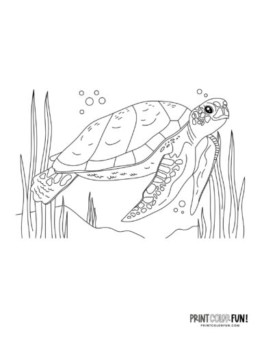 160 Turtle Coloring Pages: Slow and Steady Wins the Coloring Race 129