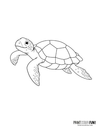 160 Turtle Coloring Pages: Slow and Steady Wins the Coloring Race 132