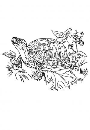 160 Turtle Coloring Pages: Slow and Steady Wins the Coloring Race 146