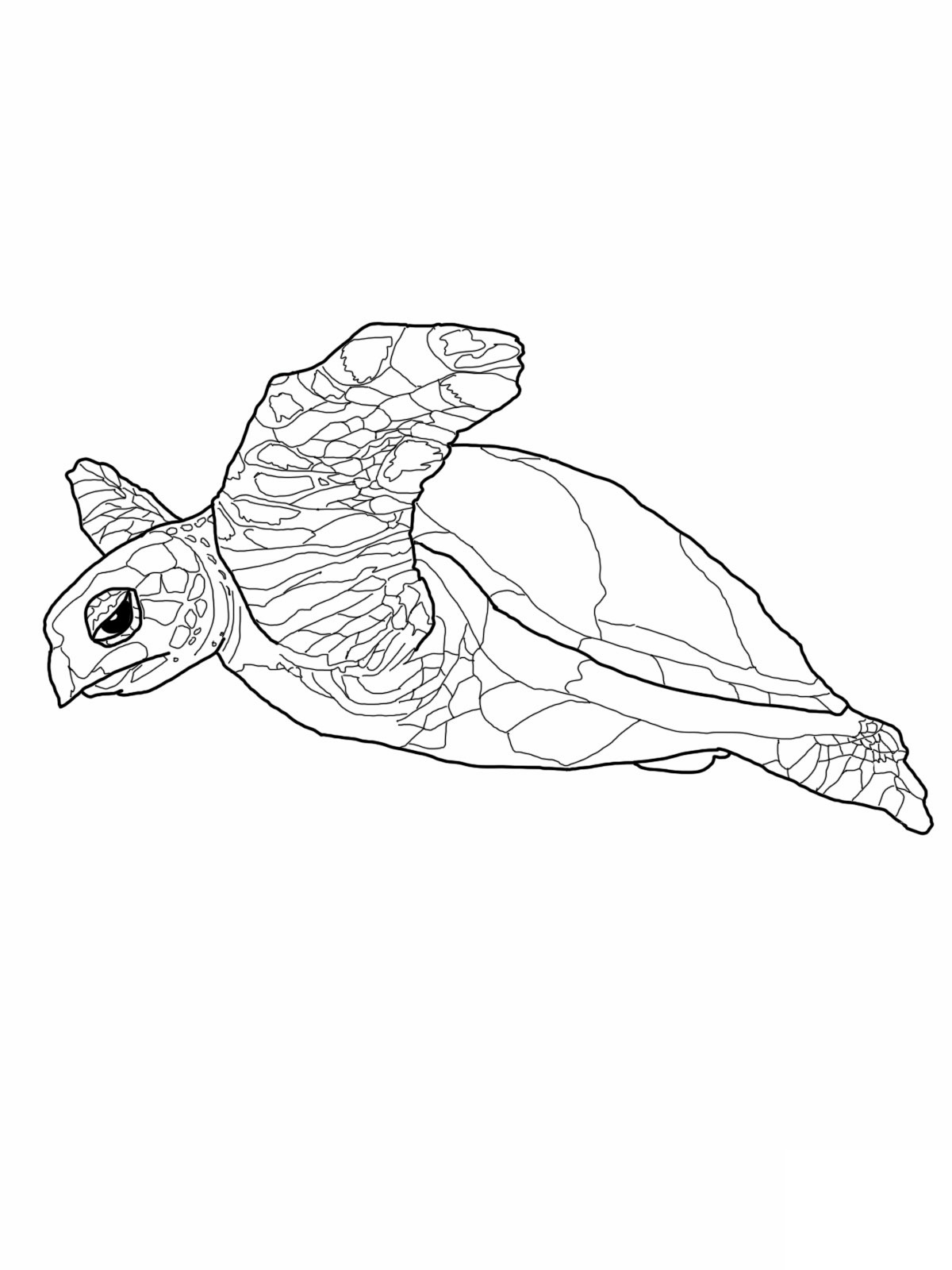 160 Turtle Coloring Pages: Slow and Steady Wins the Coloring Race 26