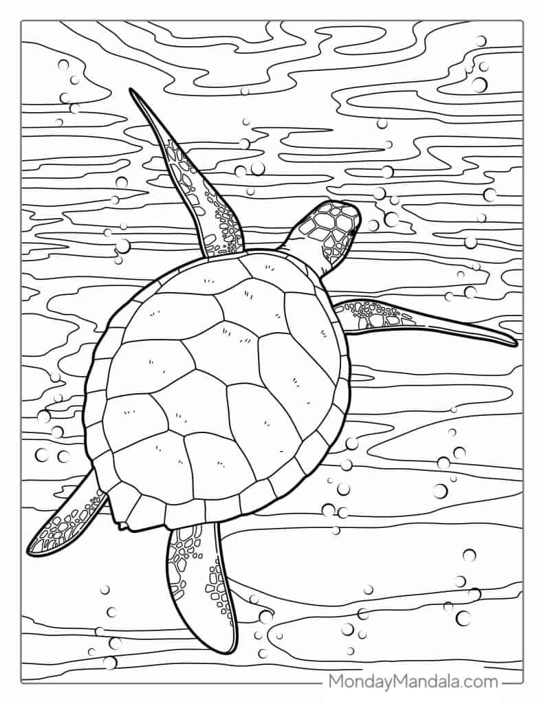 160 Turtle Coloring Pages: Slow and Steady Wins the Coloring Race 38