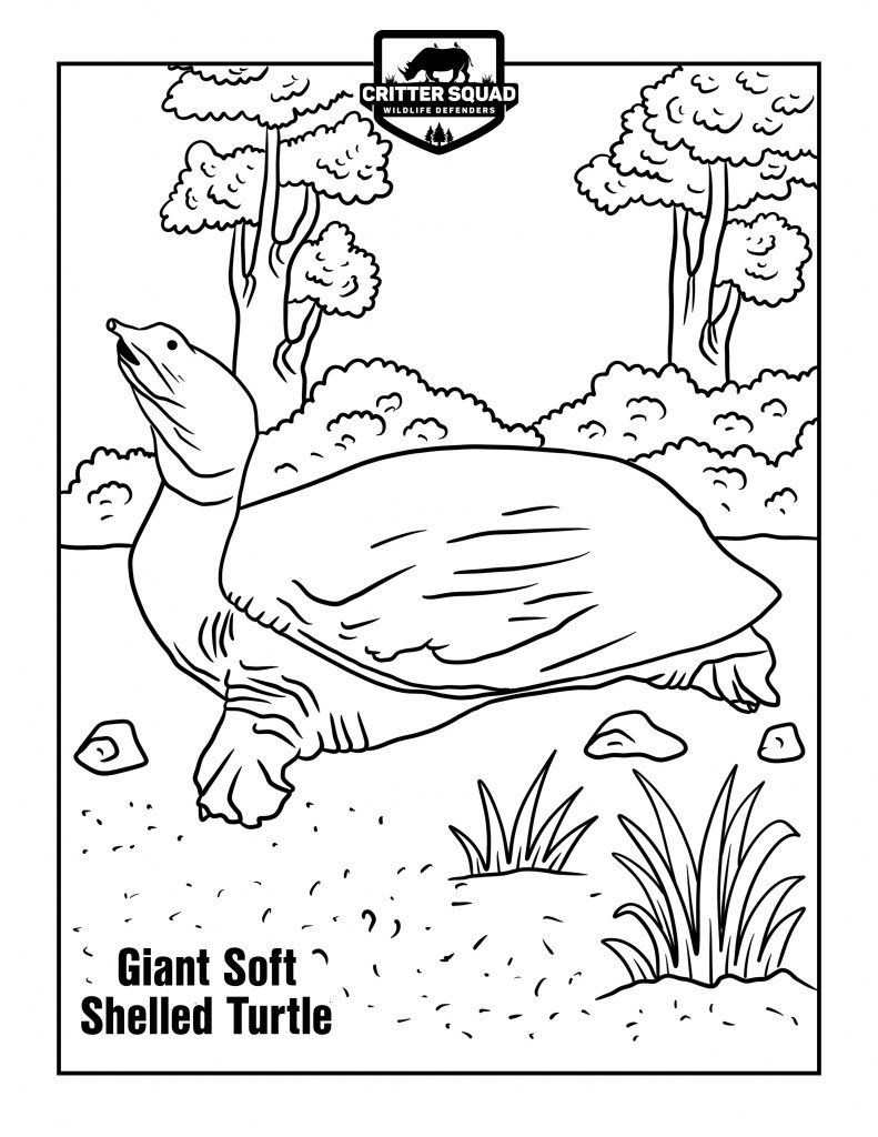 160 Turtle Coloring Pages: Slow and Steady Wins the Coloring Race 41