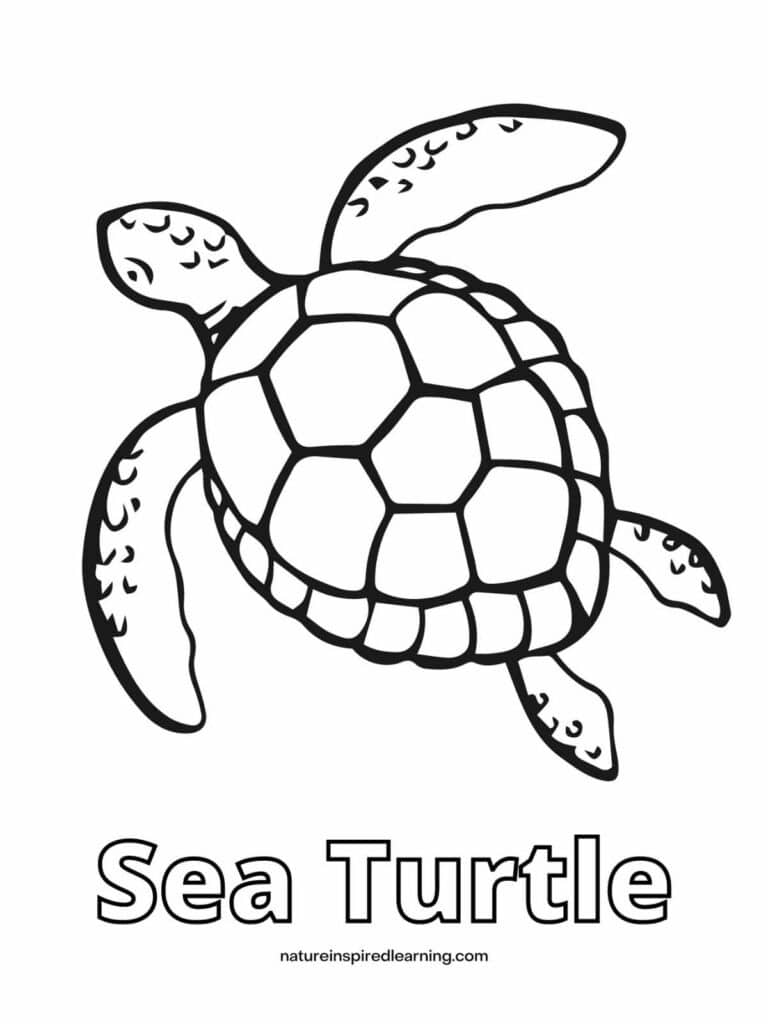 160 Turtle Coloring Pages: Slow and Steady Wins the Coloring Race 43