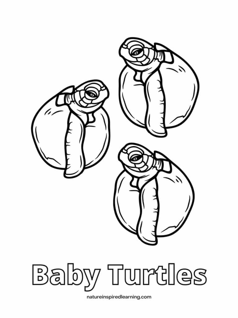 160 Turtle Coloring Pages: Slow and Steady Wins the Coloring Race 45