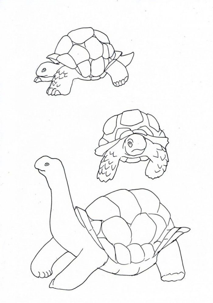 160 Turtle Coloring Pages: Slow and Steady Wins the Coloring Race 65