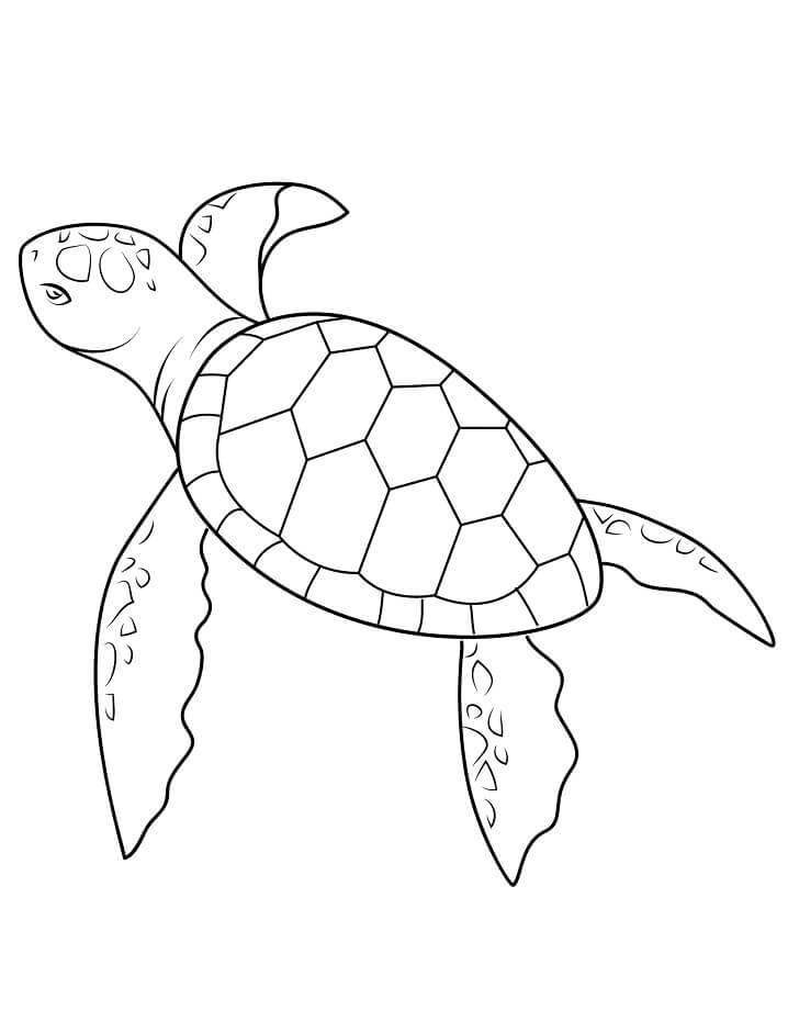 160 Turtle Coloring Pages: Slow and Steady Wins the Coloring Race 69