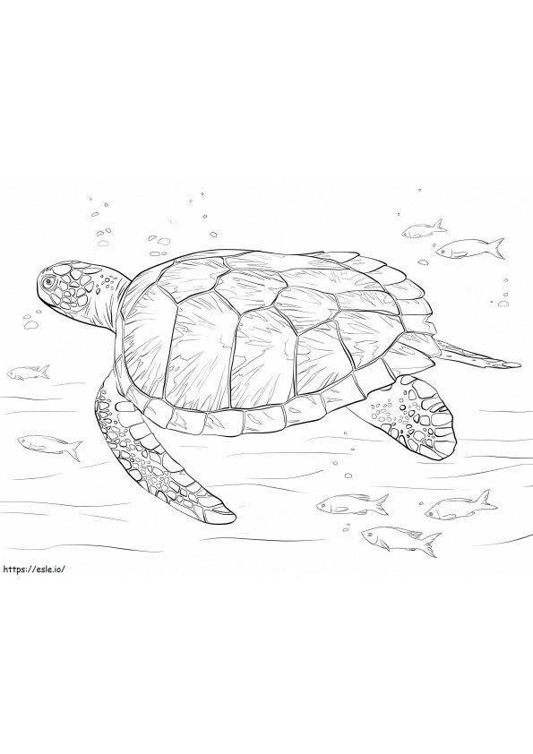 160 Turtle Coloring Pages: Slow and Steady Wins the Coloring Race 79