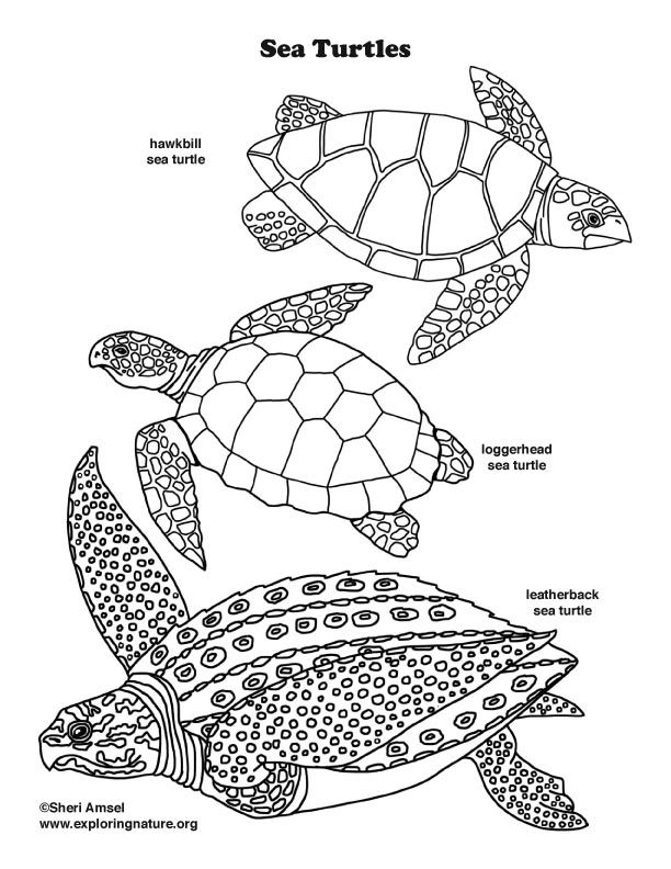 160 Turtle Coloring Pages: Slow and Steady Wins the Coloring Race 90