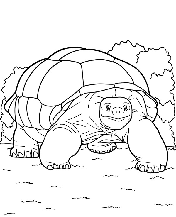 160 Turtle Coloring Pages: Slow and Steady Wins the Coloring Race 96