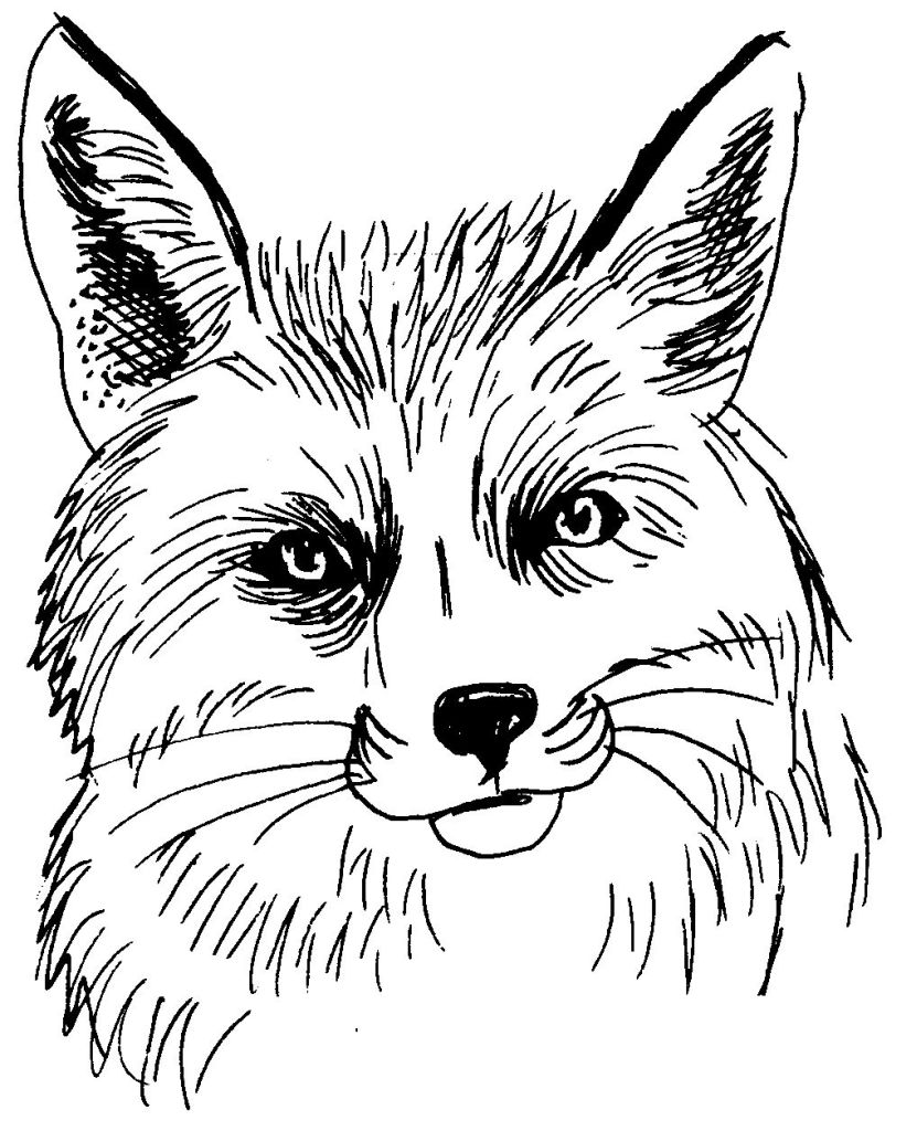 180+ Fox Coloring Pages 148