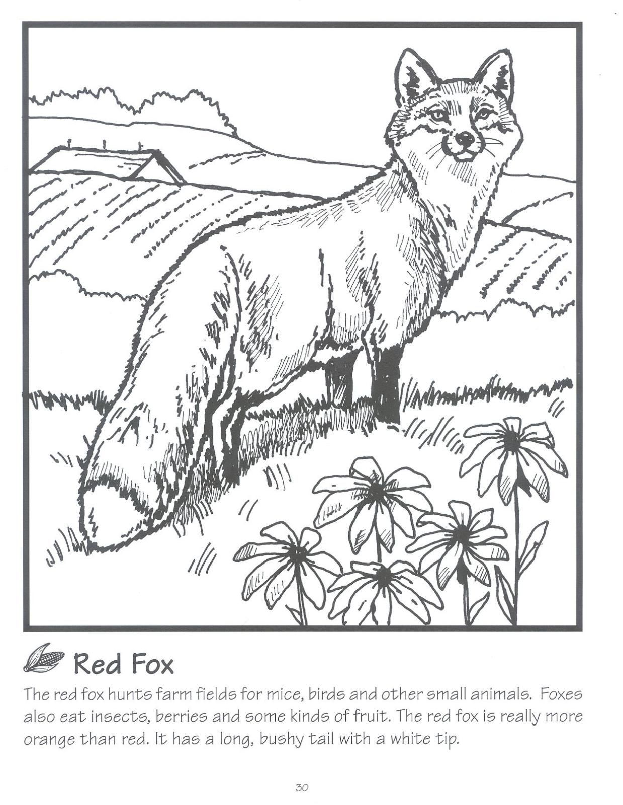 180+ Fox Coloring Pages 23