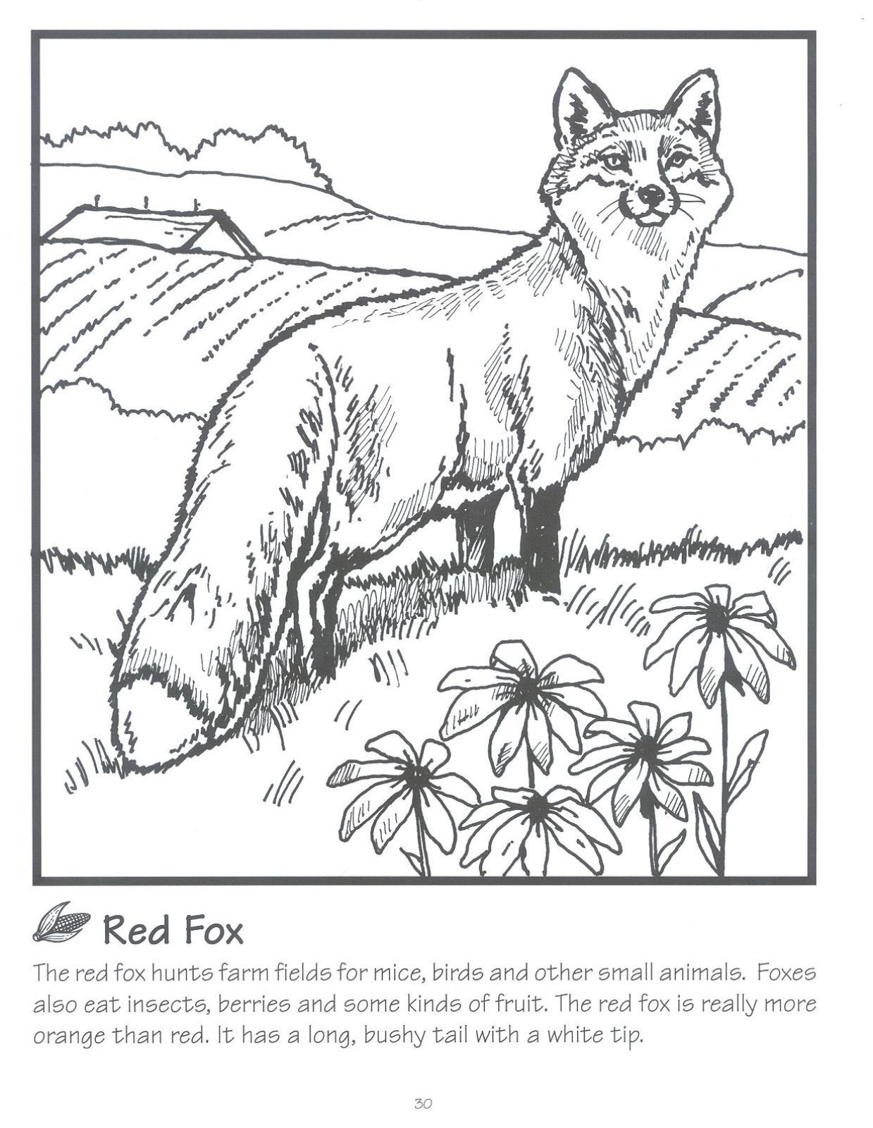 180+ Fox Coloring Pages 24