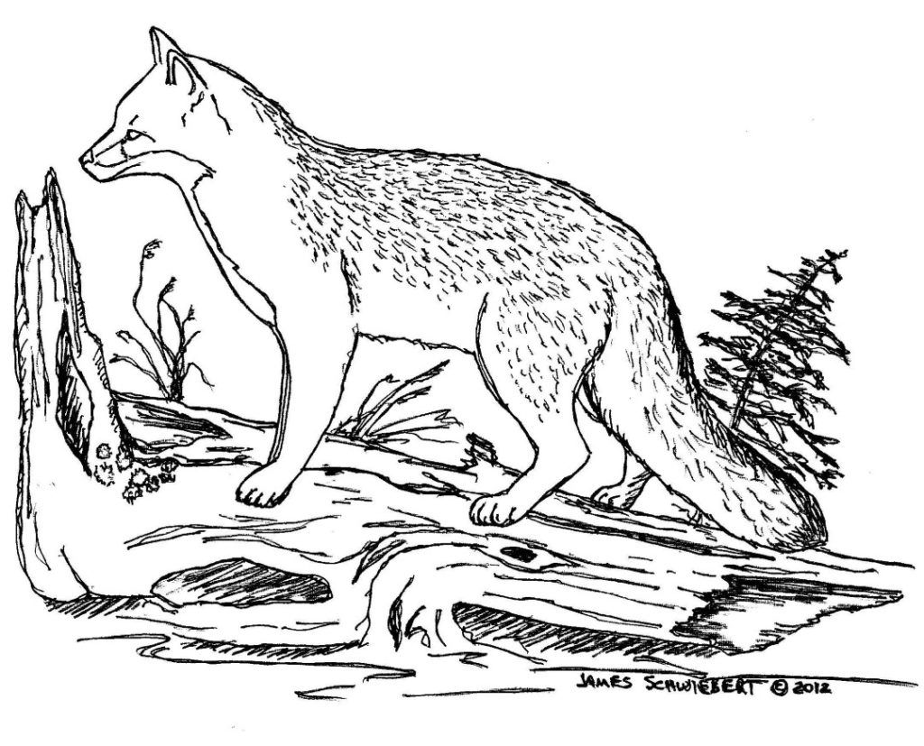 180+ Fox Coloring Pages 37