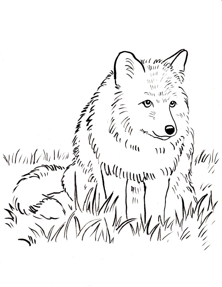 180+ Fox Coloring Pages 49