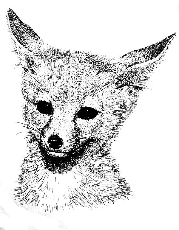 180+ Fox Coloring Pages 86