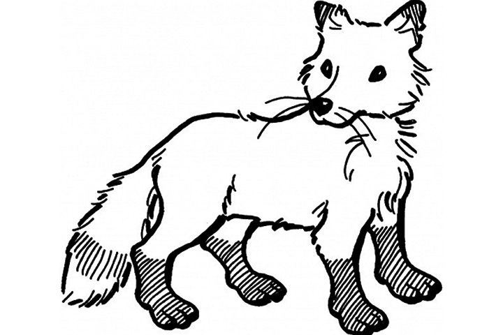 180+ Fox Coloring Pages 96