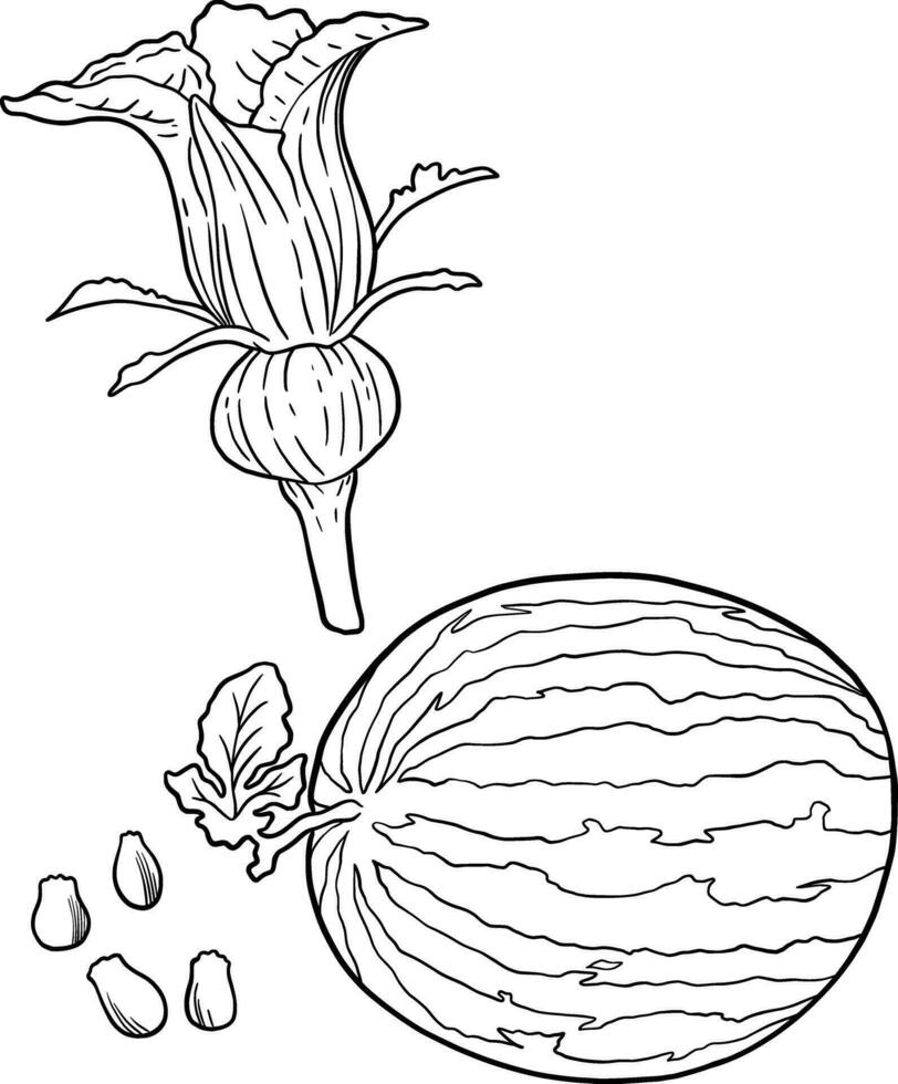 133 Watermelon Coloring Page Ideas for Summer Fun 34