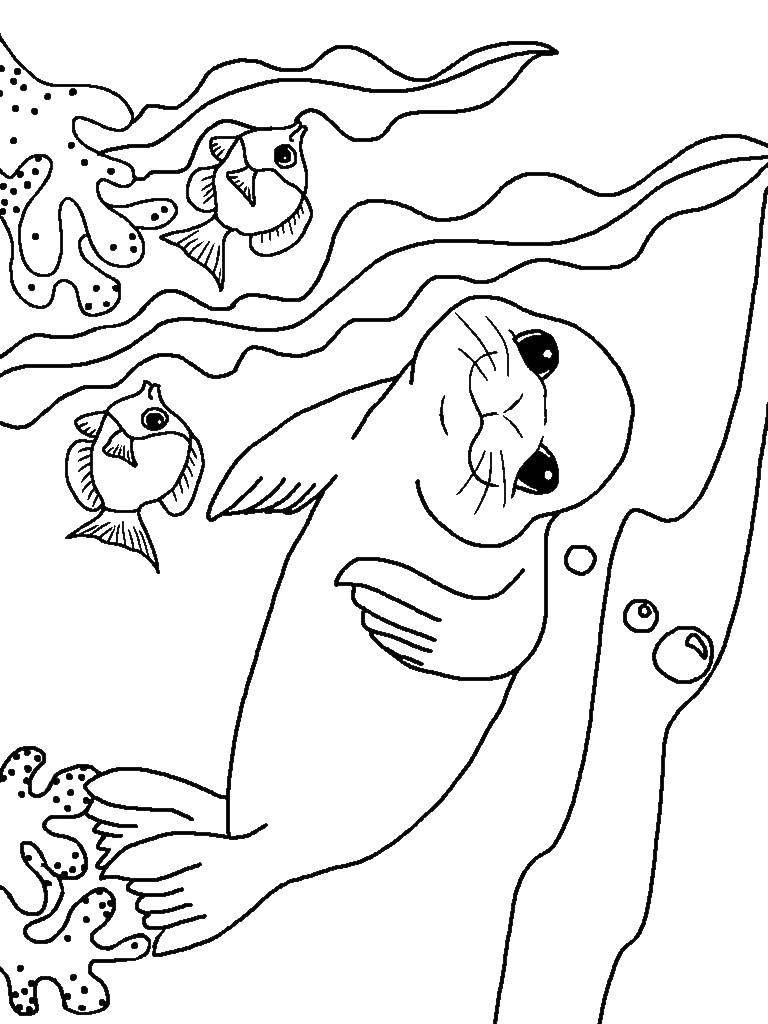 141 Free Walrus Coloring Pages For Kids Printable 104