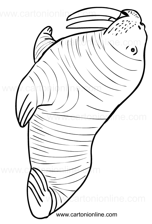 141 Free Walrus Coloring Pages For Kids Printable 110