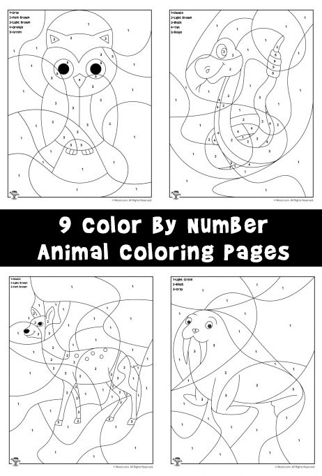 141 Free Walrus Coloring Pages For Kids Printable 135